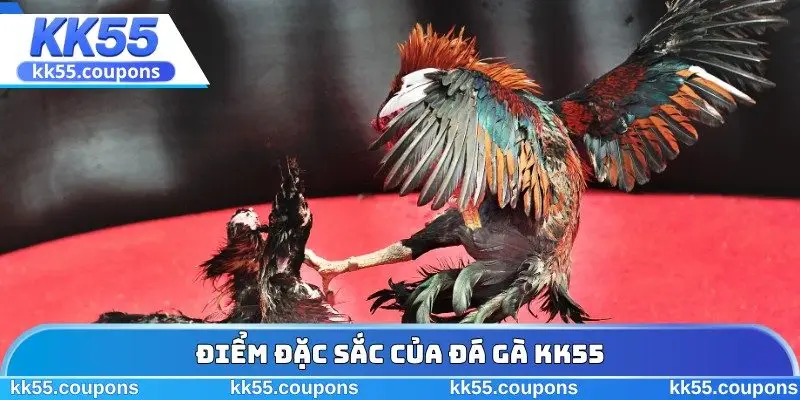 Điểm đặc sắc của đá gà KK55